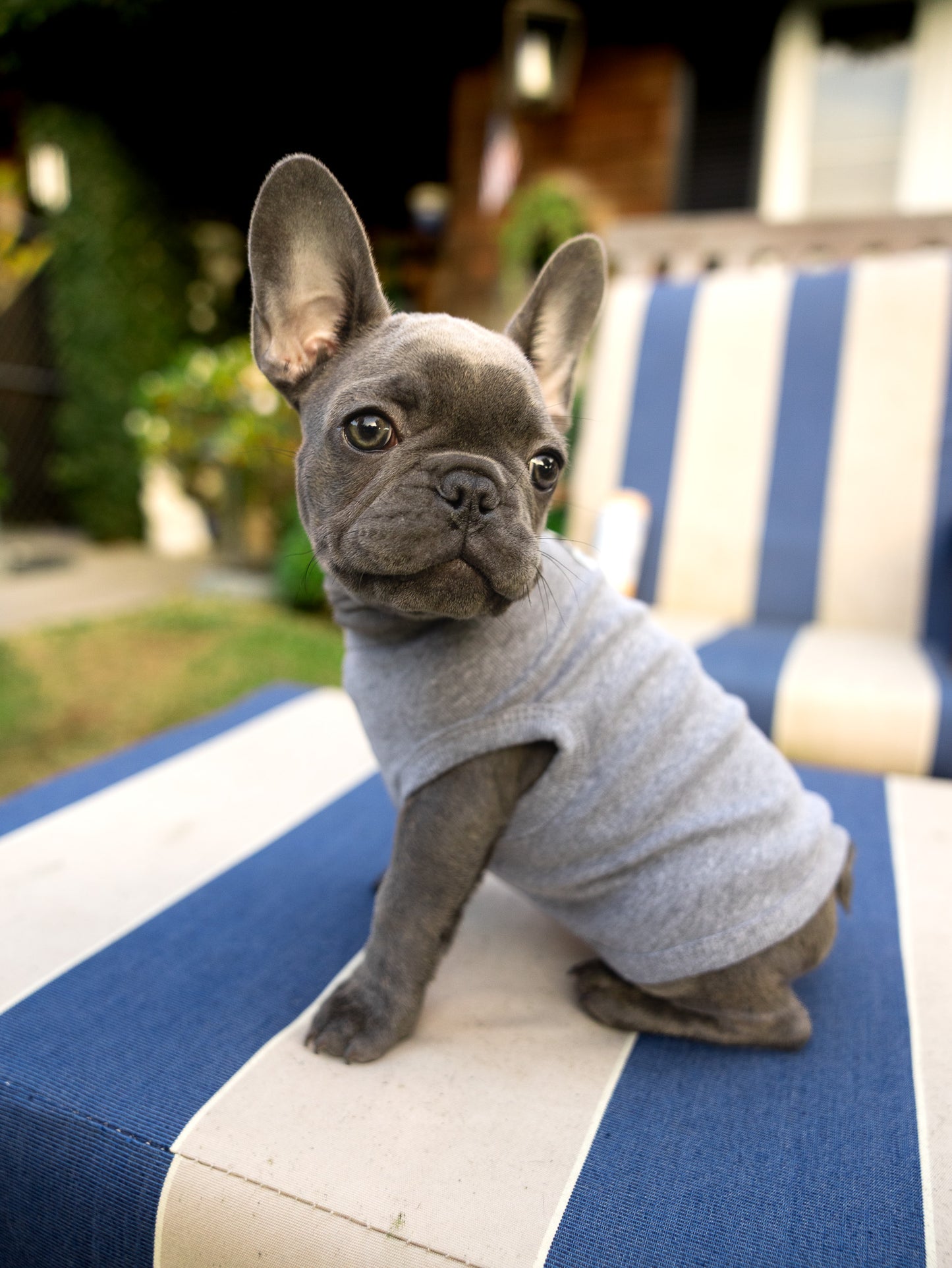 Zoe's Pack Essential Grey Artist Designed Dog Tee