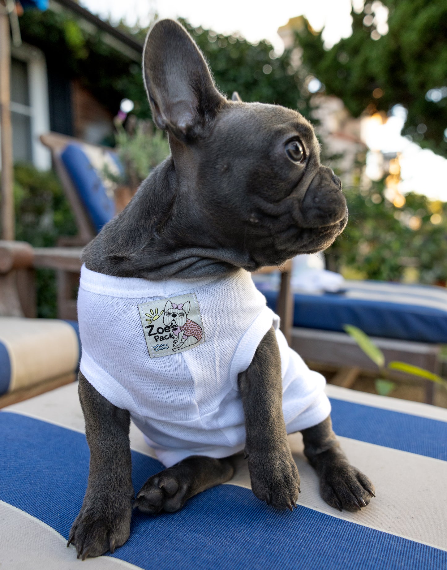 Enjoy Your Ride Hand-Illustrated Artist Designed Dog Tee