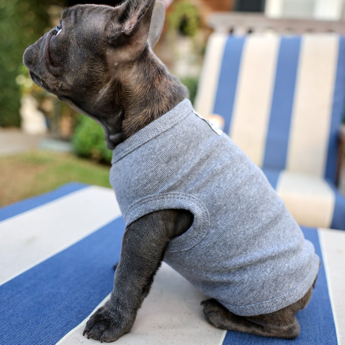A Frenchie wearing a soft grey dog tee with a custom woven Zoe's Pack label sewn on the back.