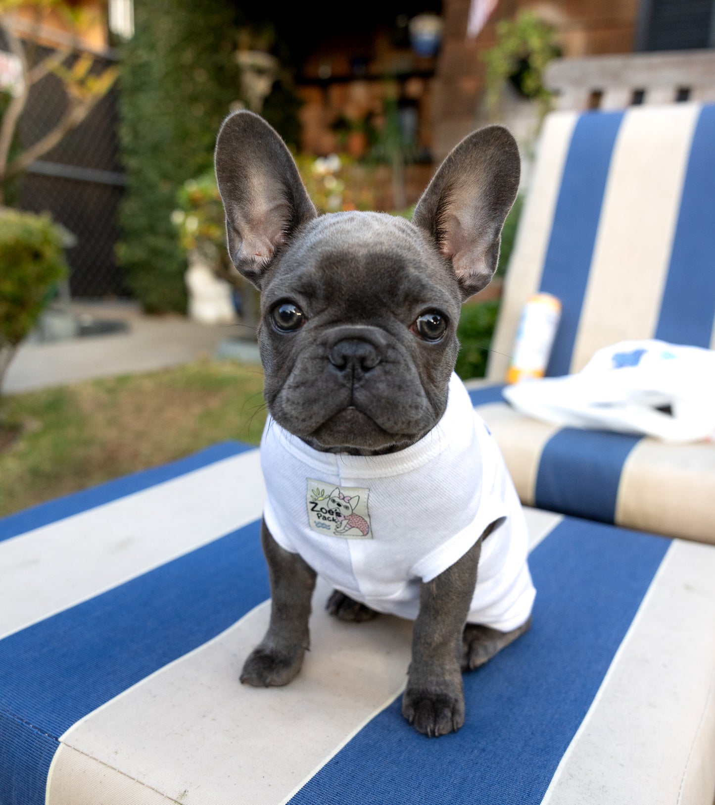 Enjoy Your Ride Hand-Illustrated Artist Designed Dog Tee