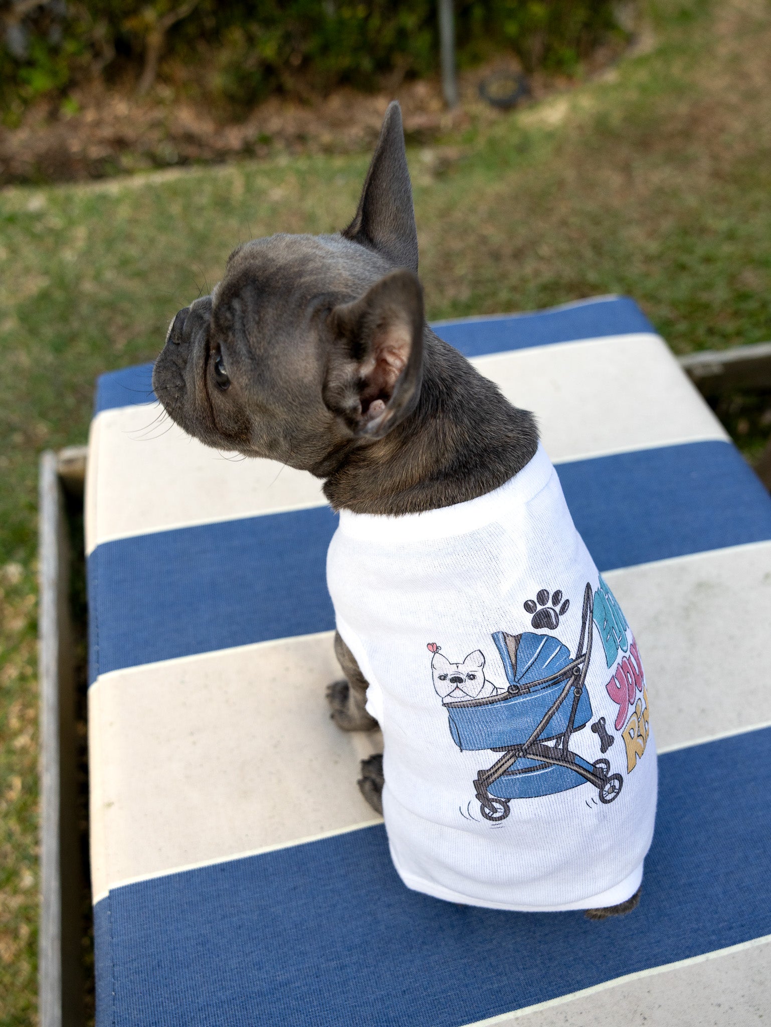 A Frenchie wearing a white cotton dog tee with an illustration of a pet in a dog stroller.