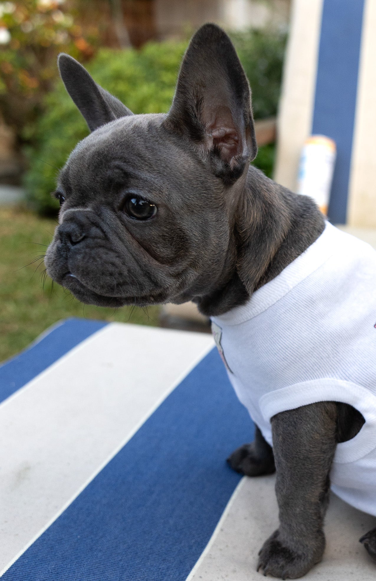 Local Bum Hand-Illustrated Artist Designed Dog Tee