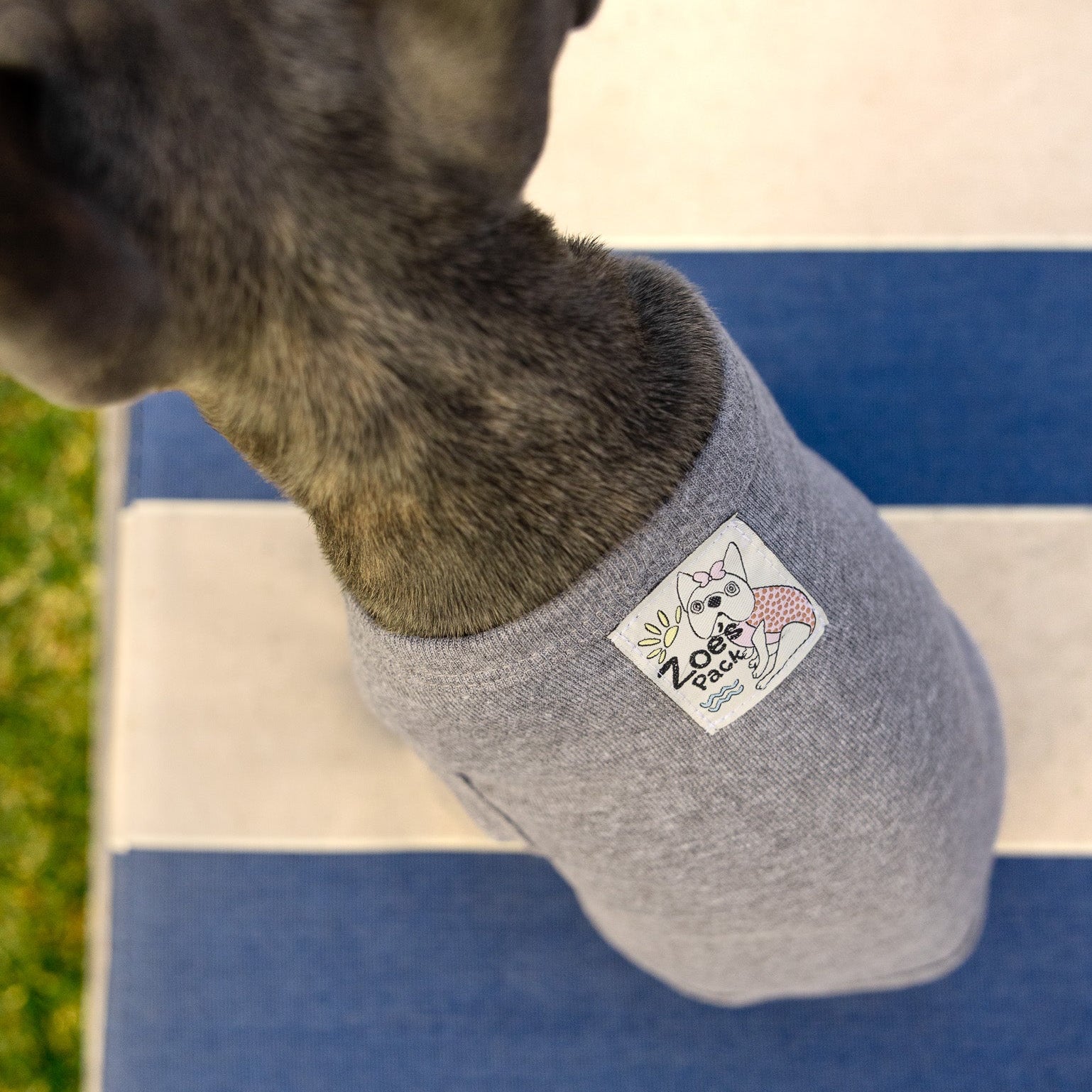 A Frenchie wearing a soft grey dog tee with a custom woven Zoe's Pack label sewn on the back.